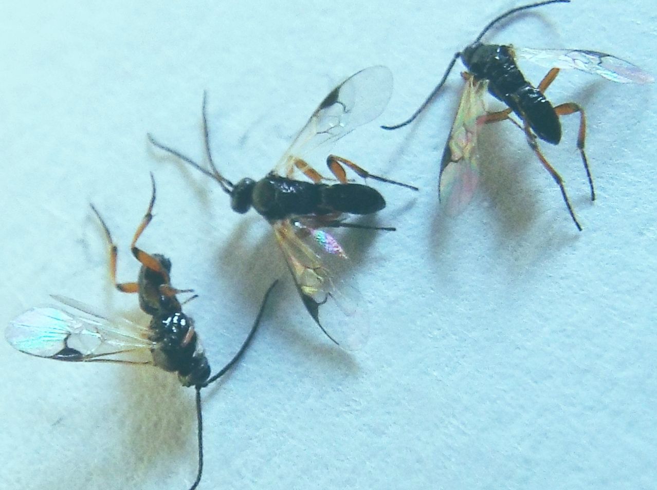 Parassiti usciti da larva di Pieris rapae: Apanteles sp. (Braconidae)