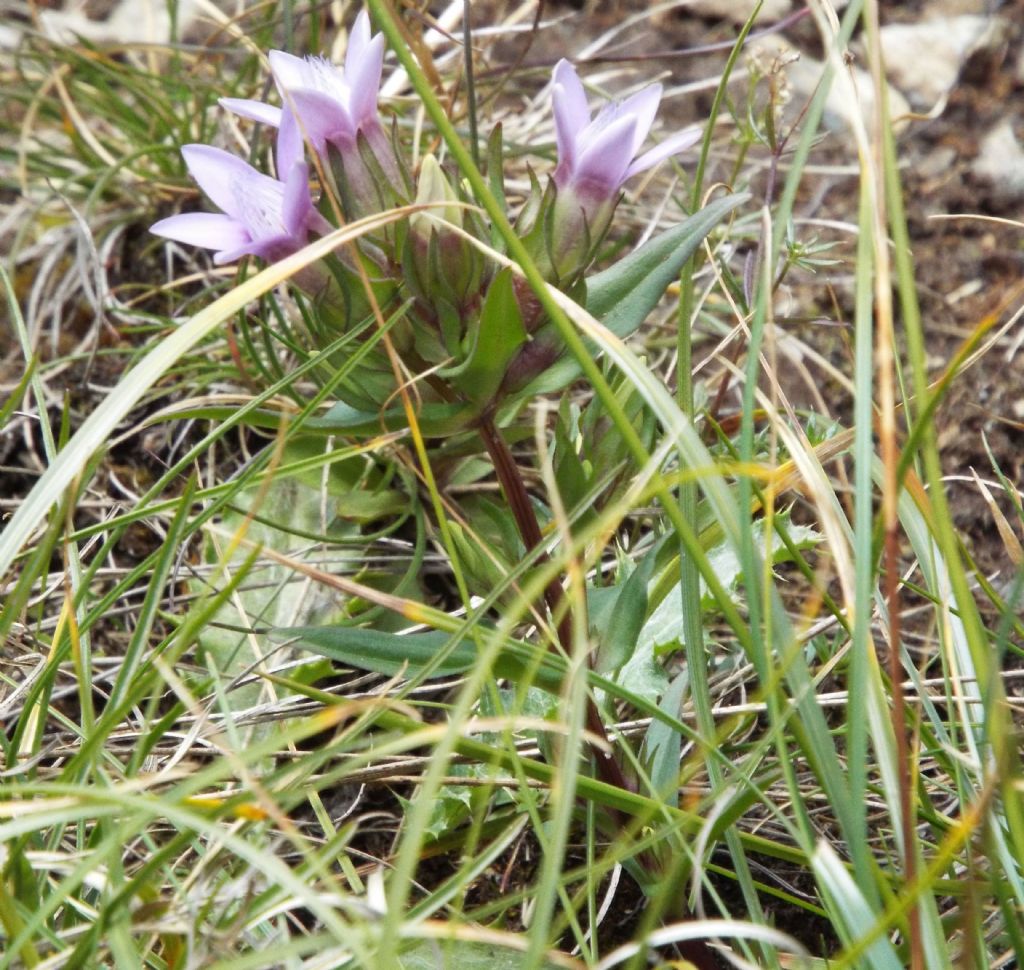 Genzianella a 5 petali: Gentianella cfr. anisodonta