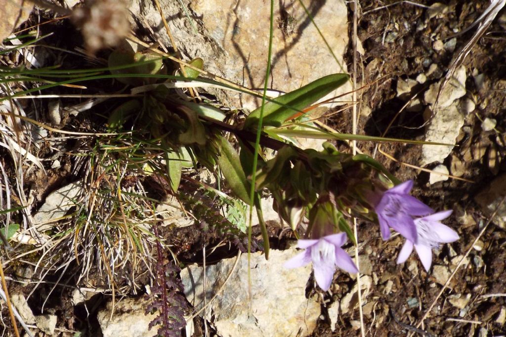 Genzianella a 5 petali: Gentianella cfr. anisodonta