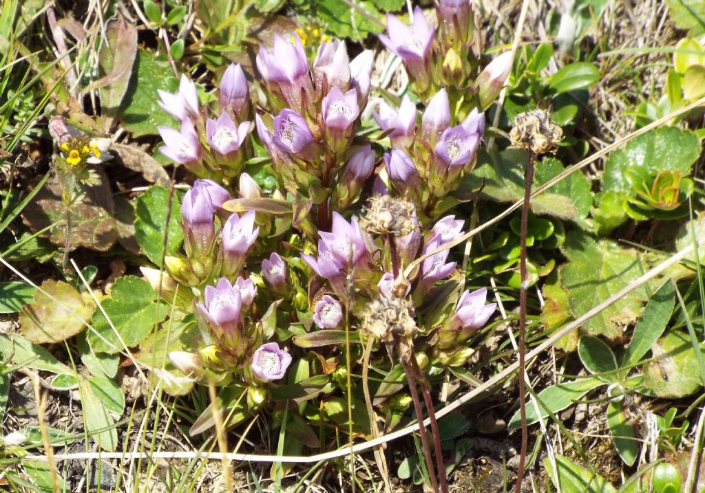 Genzianella a 5 petali: Gentianella cfr. anisodonta
