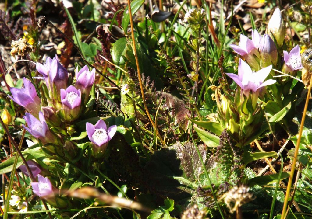 Genzianella a 5 petali: Gentianella cfr. anisodonta