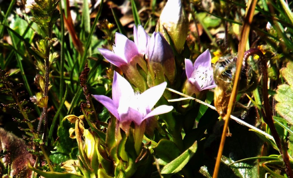 Genzianella a 5 petali: Gentianella cfr. anisodonta
