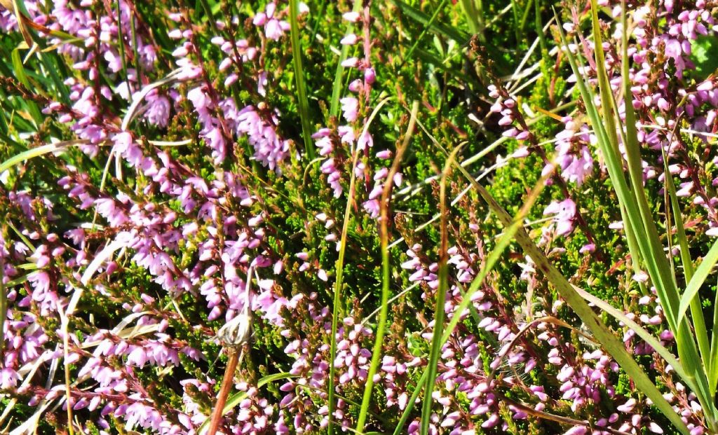 Erica  da identificare: Calluna vulgaris