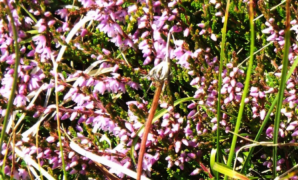 Erica  da identificare: Calluna vulgaris