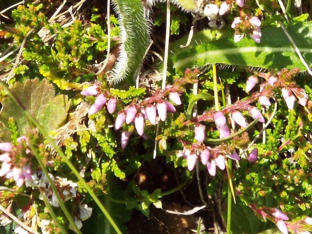 Erica  da identificare: Calluna vulgaris