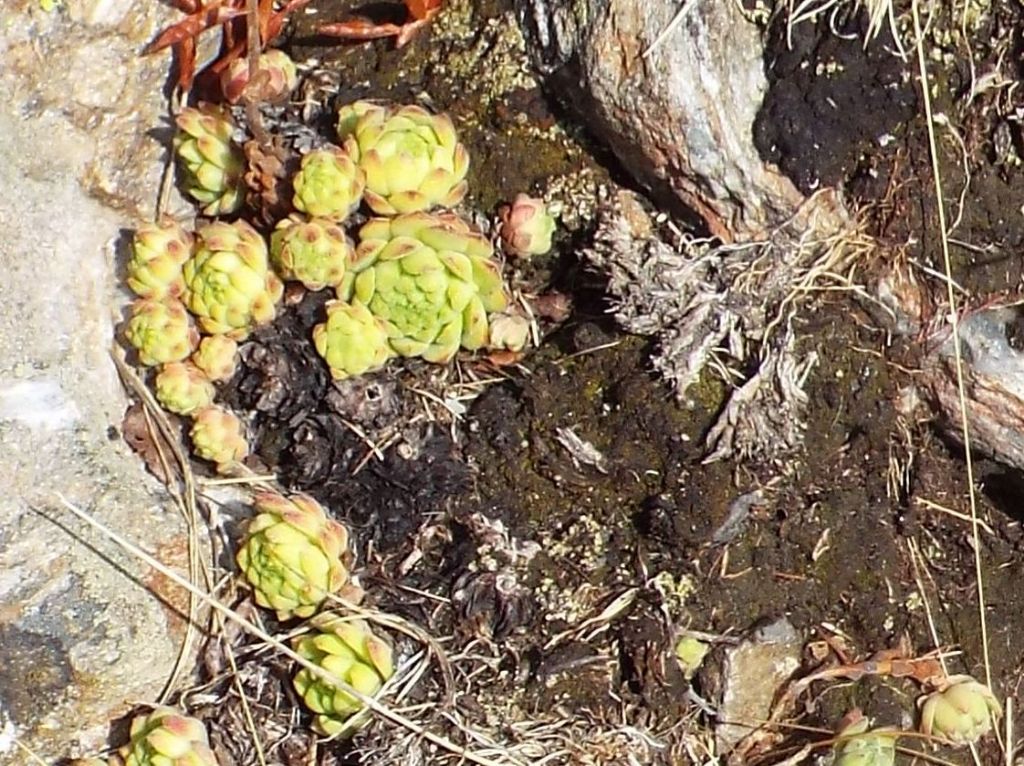 Crassulacea da identificare:  Sempervivum sp.