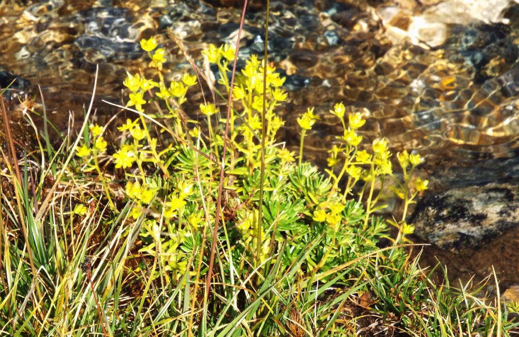 E'' un  sedum?  No, Saxifraga aizoides