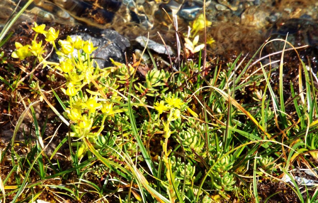 E'' un  sedum?  No, Saxifraga aizoides