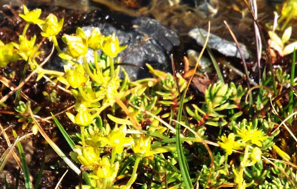 E'' un  sedum?  No, Saxifraga aizoides