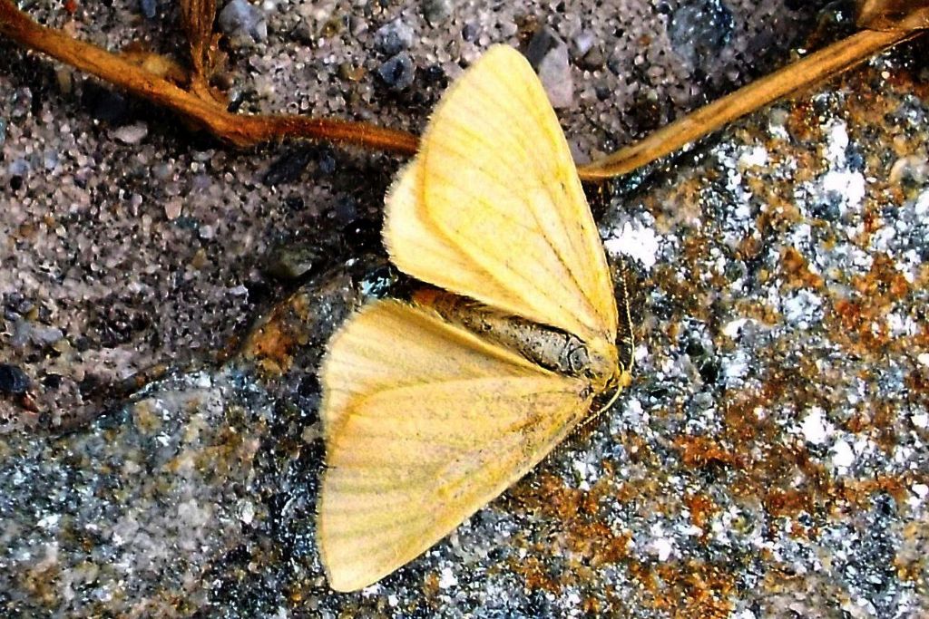 Crocota sp., maschio (Geometridae)