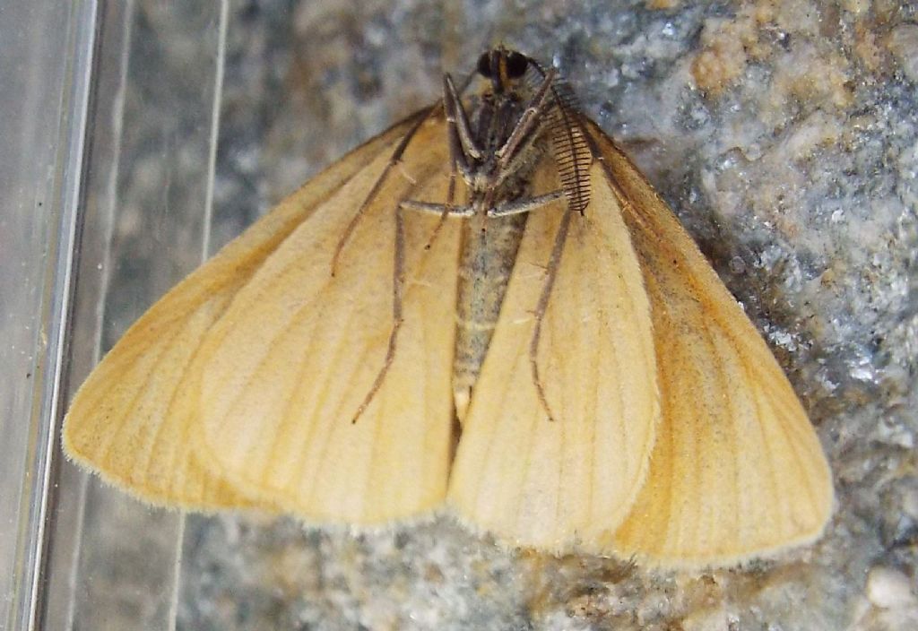 Crocota sp., maschio (Geometridae)