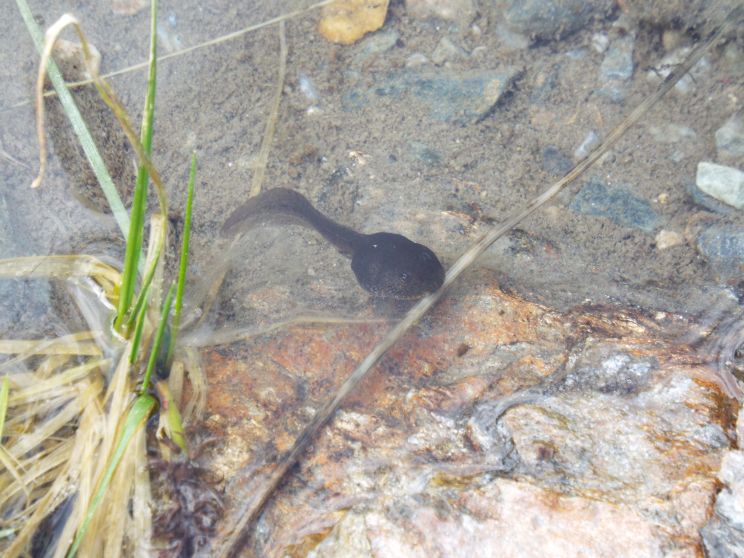 Un ammasso di girini: Bufo bufo?   No!,  Rana temporaria