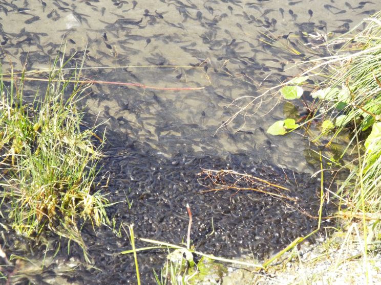 Un ammasso di girini: Bufo bufo?   No!,  Rana temporaria