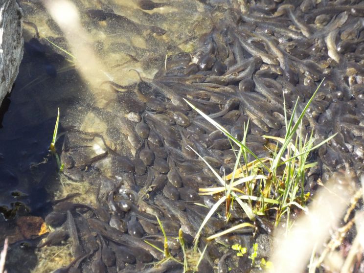 Un ammasso di girini: Bufo bufo?   No!,  Rana temporaria