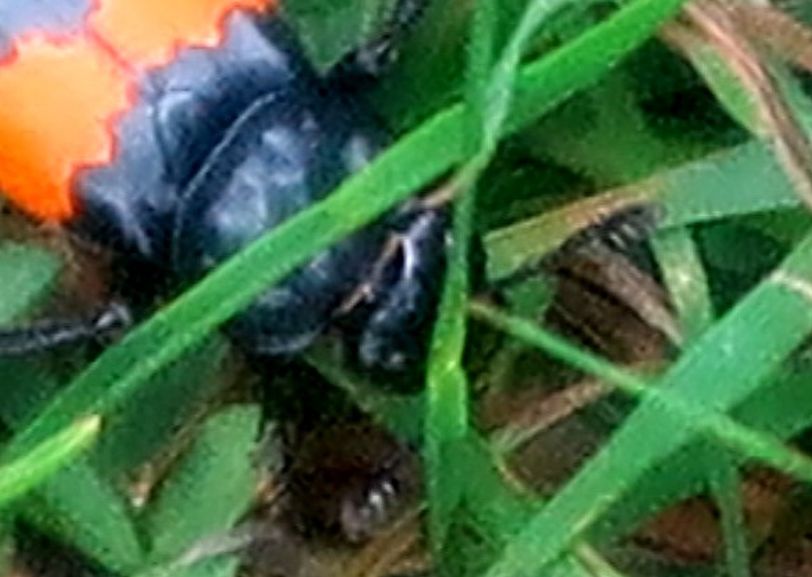 Silphidae: Nicrophorus vespilloides