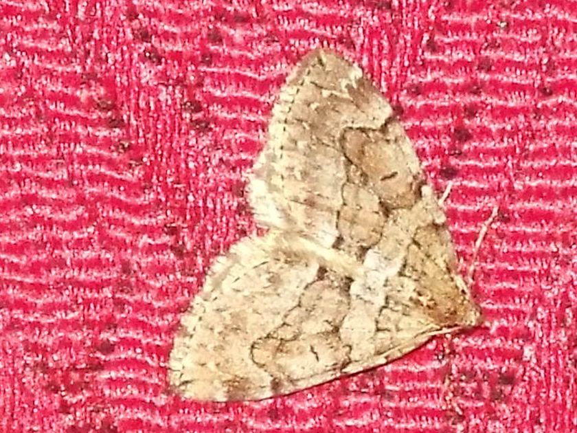 Geometridae: Thera cognata