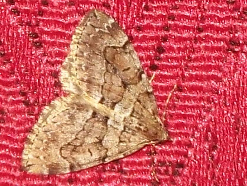 Geometridae: Thera cognata