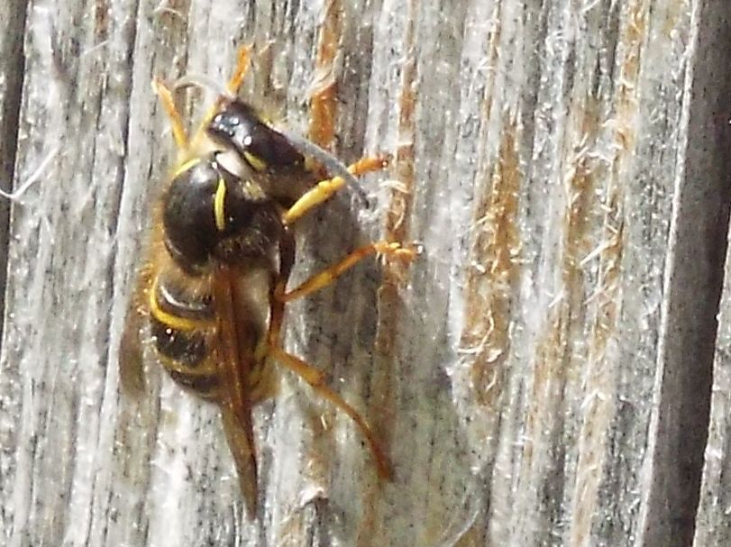 Vespula cfr. vulgaris e  Vespula rufa