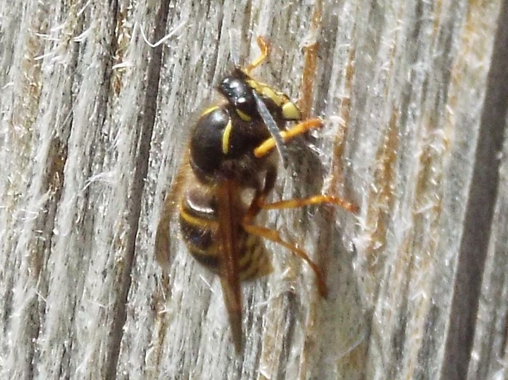 Vespula cfr. vulgaris e  Vespula rufa