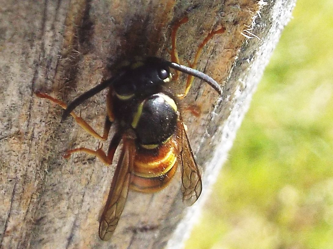 Vespula cfr. vulgaris e  Vespula rufa