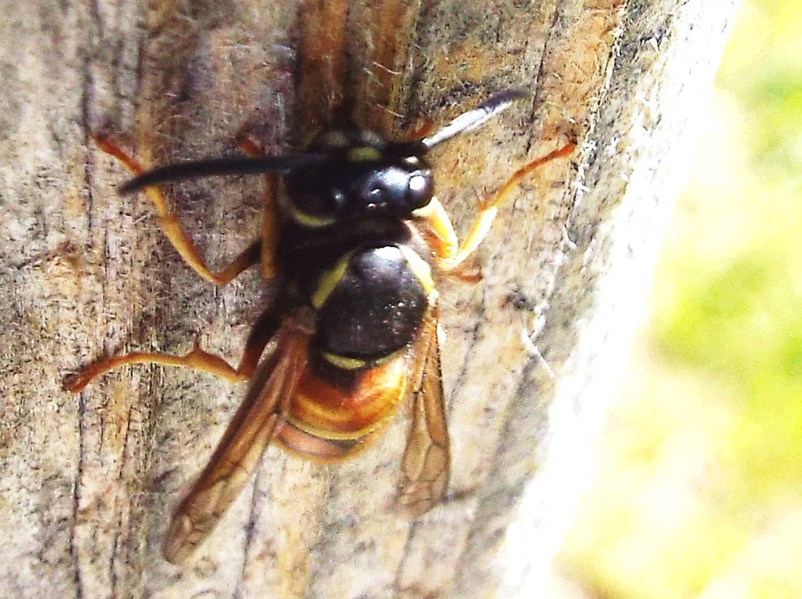 Vespula cfr. vulgaris e  Vespula rufa