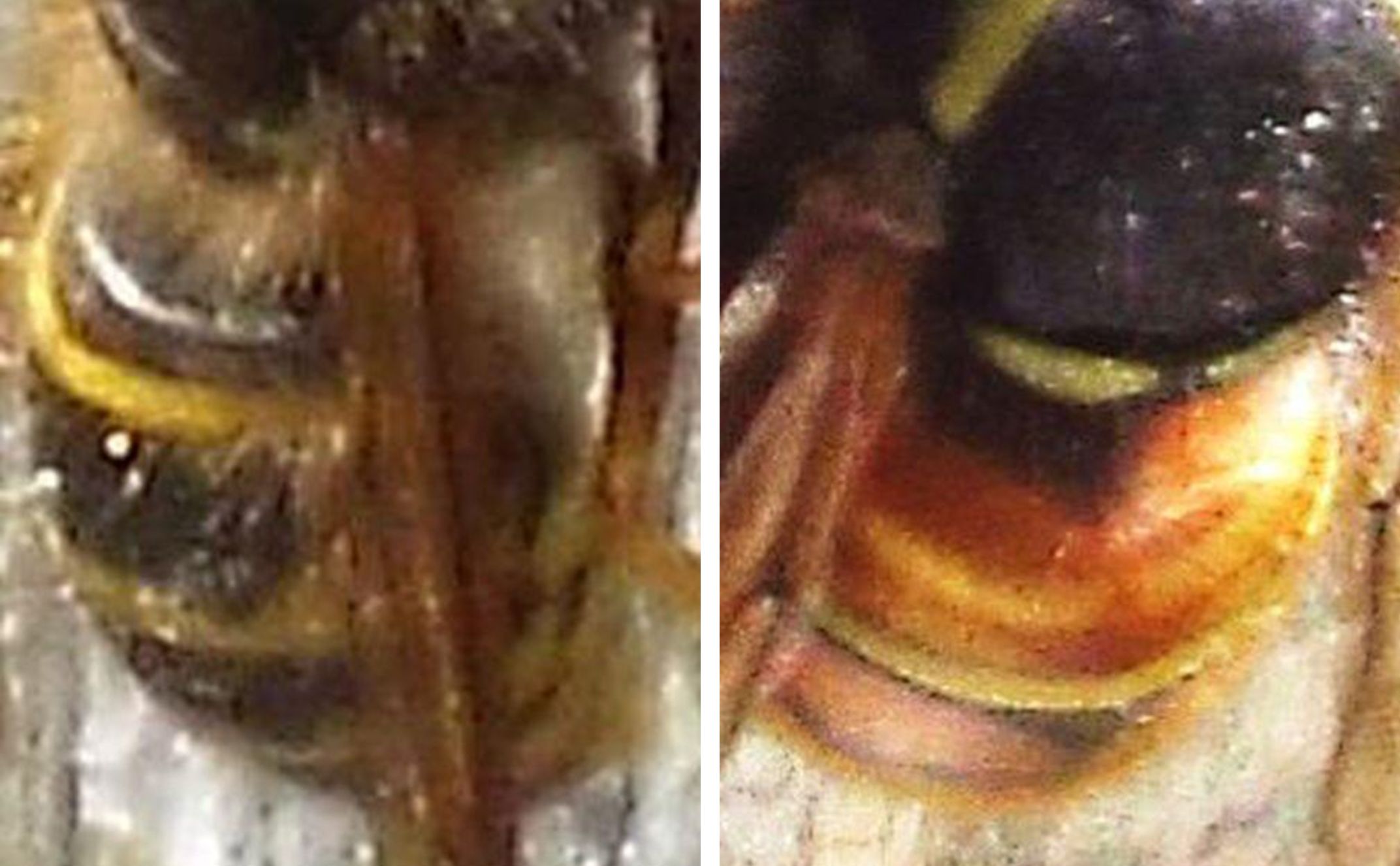 Vespula cfr. vulgaris e  Vespula rufa