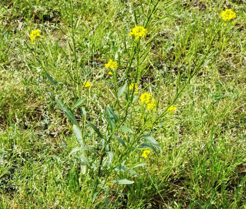 Rorippa ?  No, altra Brassicacea:  cfr. Erysimum cheirantoides (???)