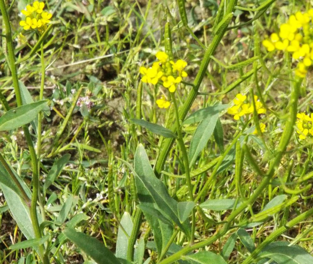 Rorippa ?  No, altra Brassicacea:  cfr. Erysimum cheirantoides (???)