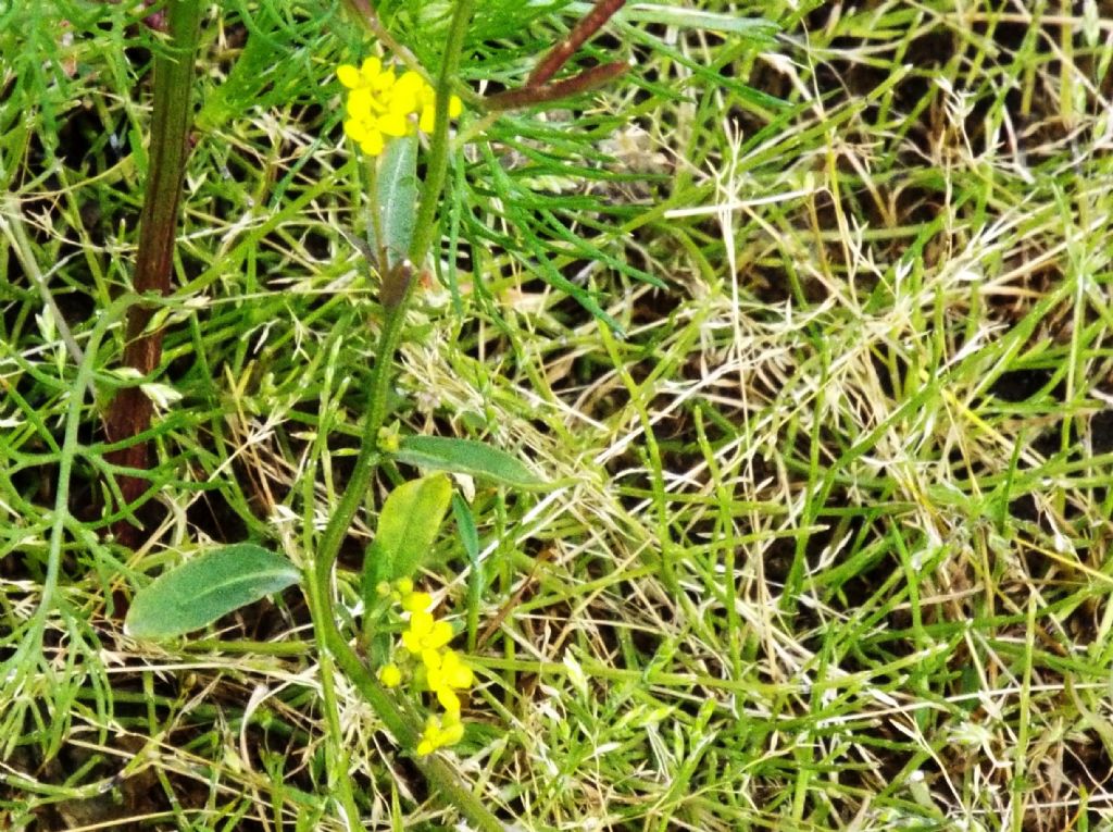 Rorippa ?  No, altra Brassicacea:  cfr. Erysimum cheirantoides (???)