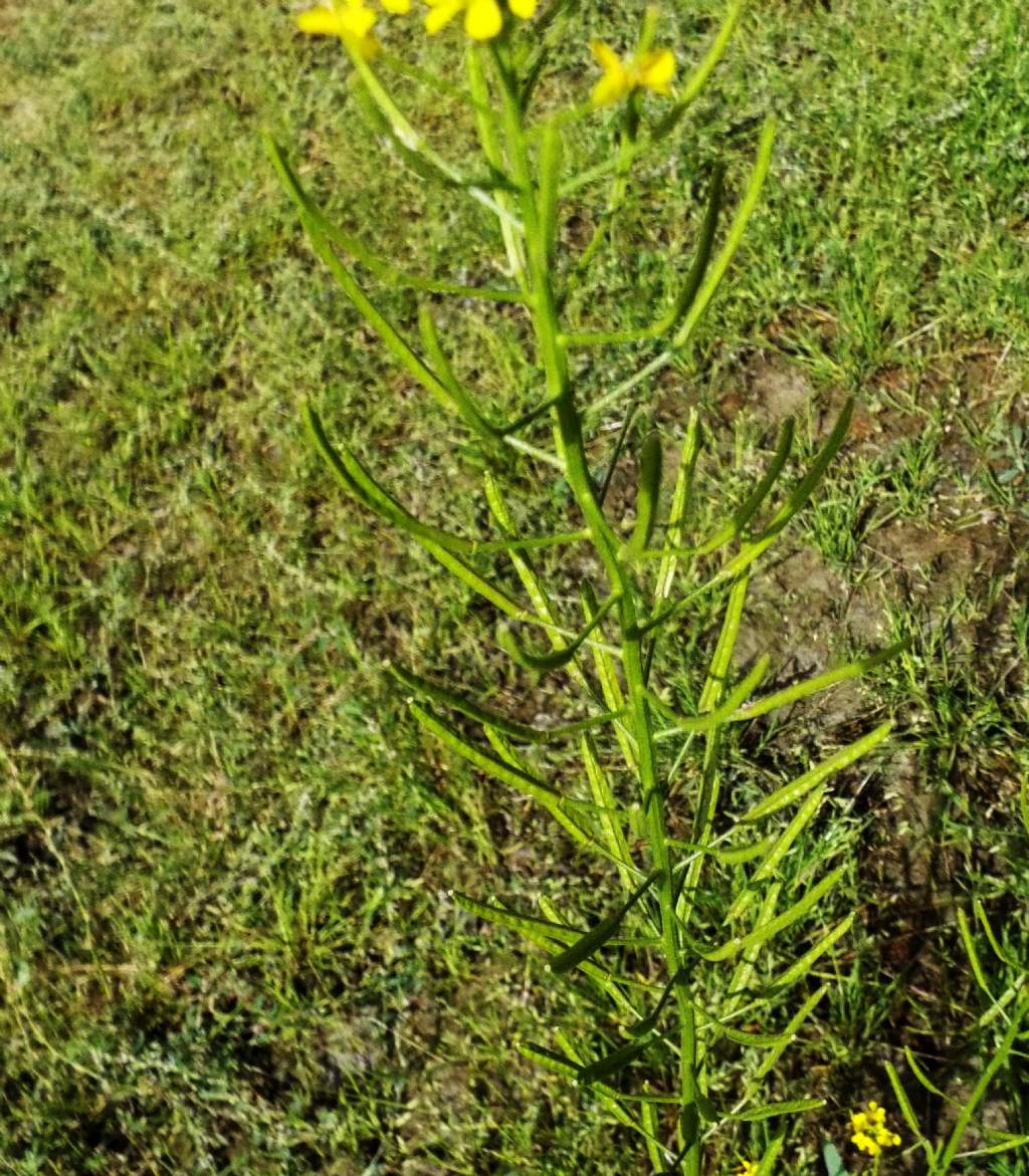 Rorippa ?  No, altra Brassicacea:  cfr. Erysimum cheirantoides (???)