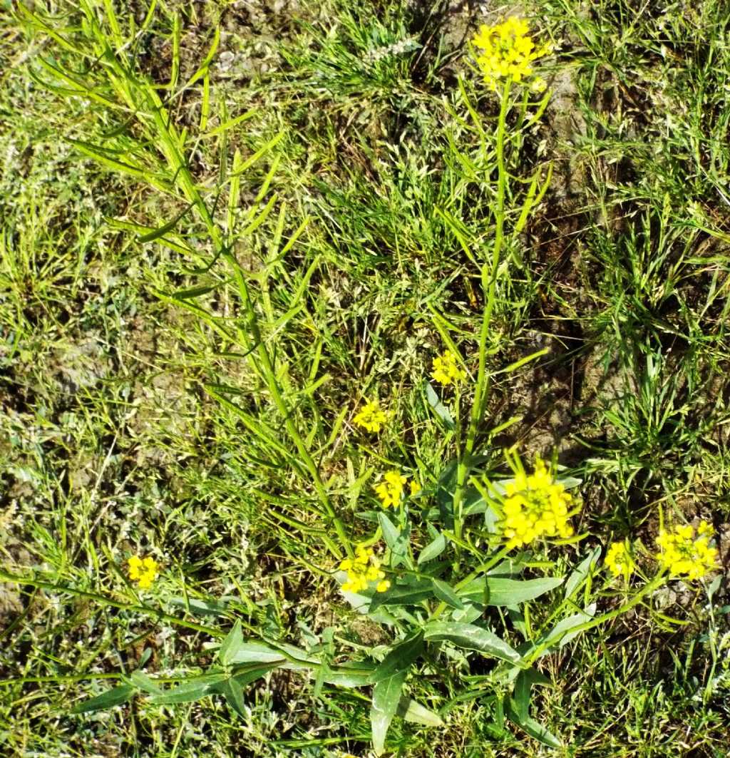 Rorippa ?  No, altra Brassicacea:  cfr. Erysimum cheirantoides (???)