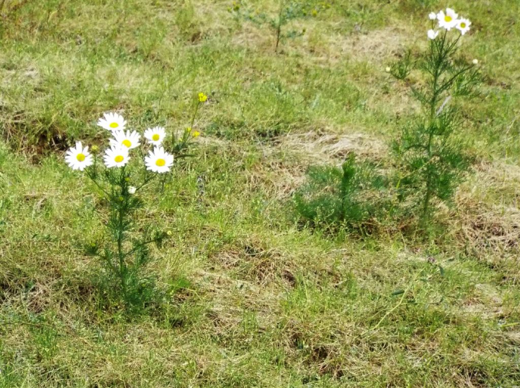 Asteracea da identificare