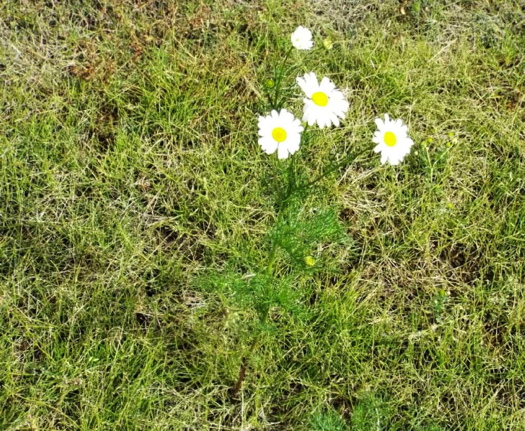Asteracea da identificare