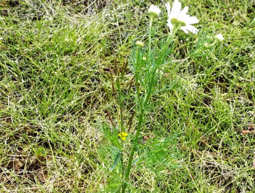Asteracea da identificare