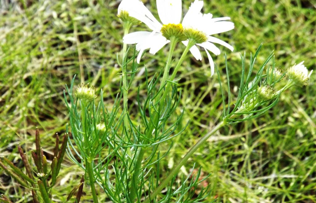 Asteracea da identificare