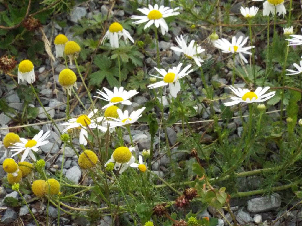 Asteracea da identificare