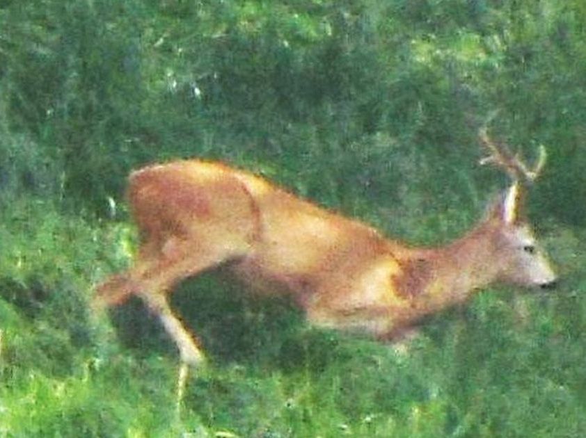 Un capriolo in quel di Livigno