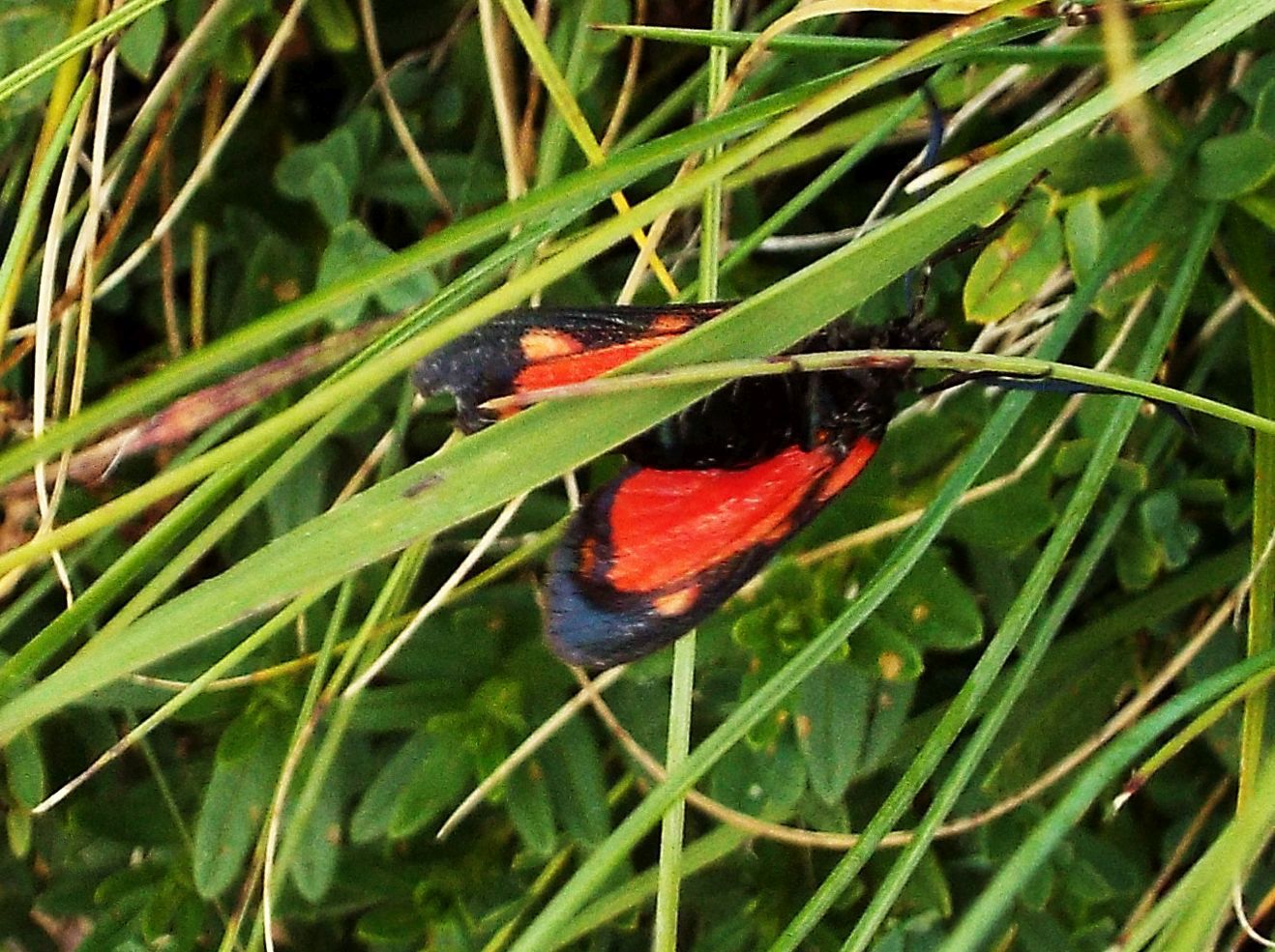 Zygaena transalpina?  S  !