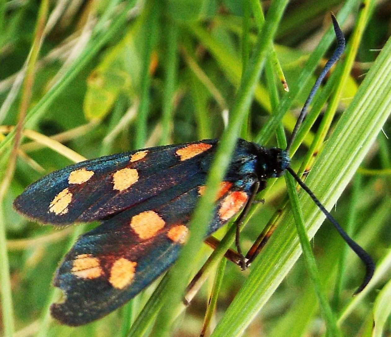 Zygaena transalpina?  S  !