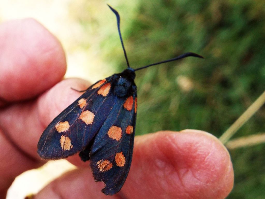 Zygaena transalpina?  S  !