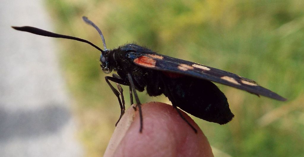 Zygaena transalpina?  S  !