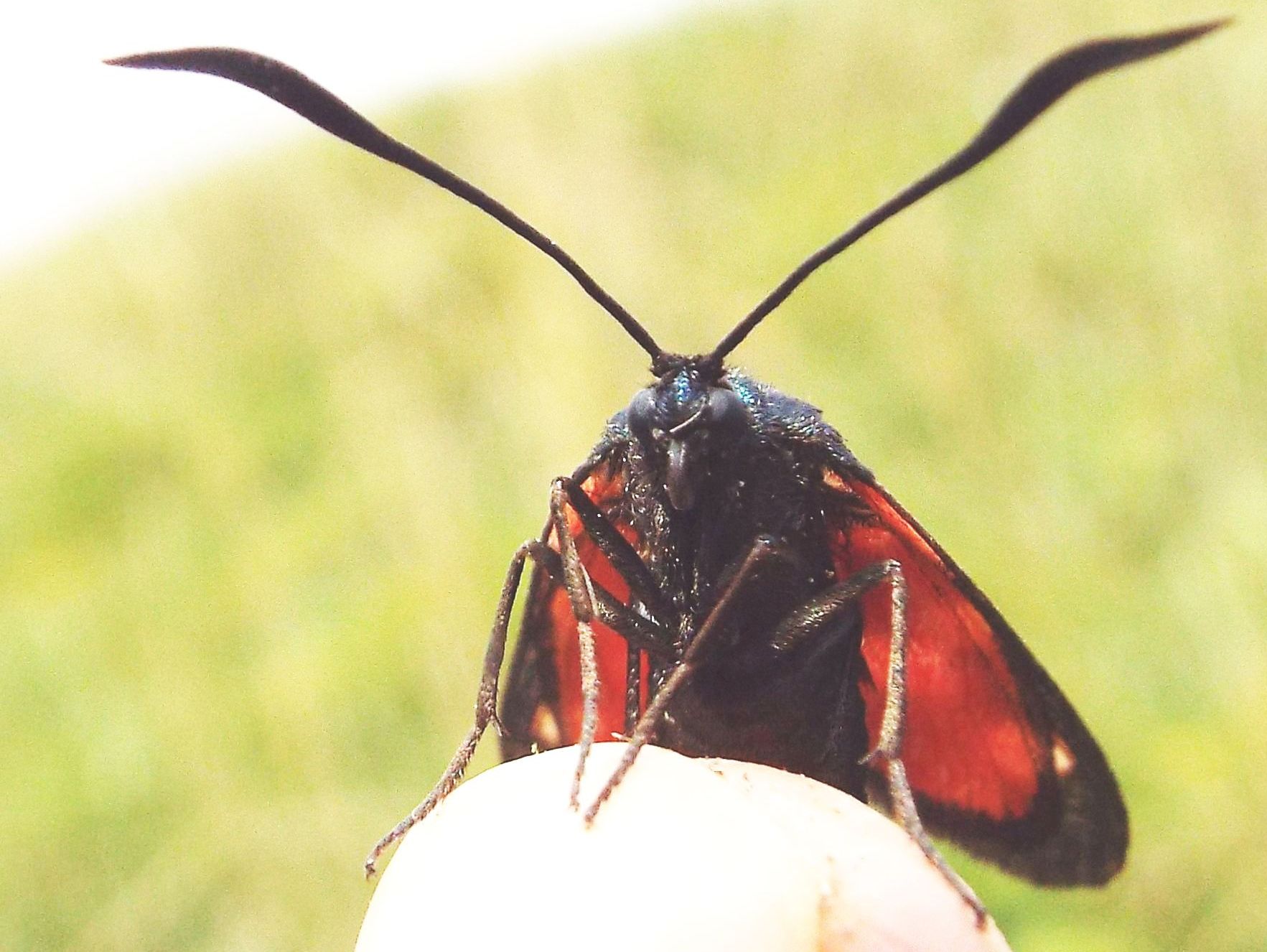 Zygaena transalpina?  S  !