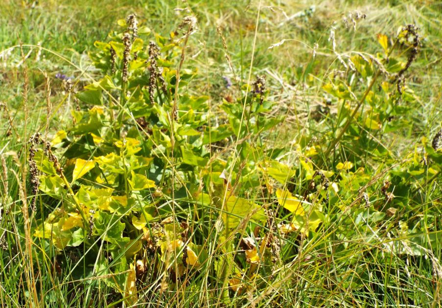 Chenopodium cfr. bonus-henricus (Caryophyllales Chenopodiaceae)