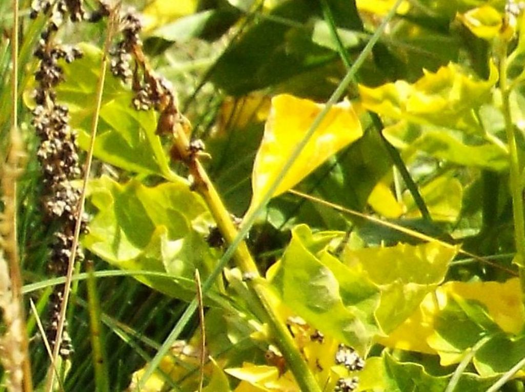 Chenopodium cfr. bonus-henricus (Caryophyllales Chenopodiaceae)