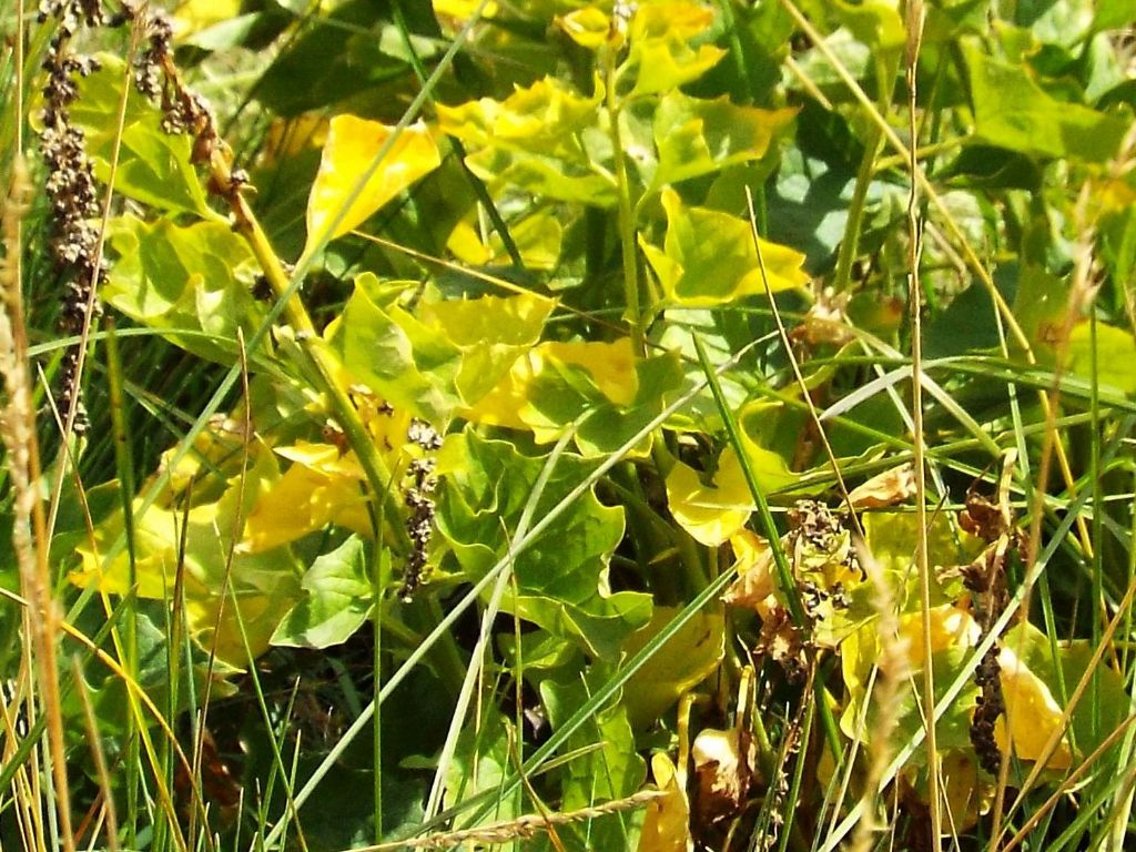 Chenopodium cfr. bonus-henricus (Caryophyllales Chenopodiaceae)