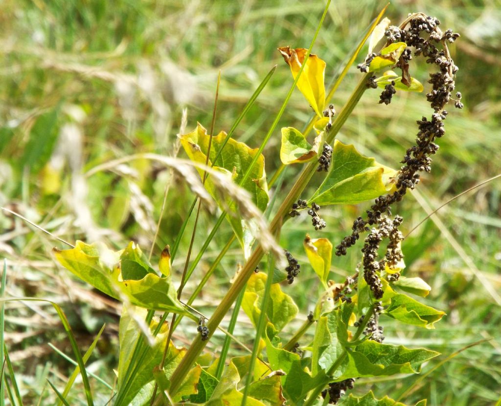 Chenopodium cfr. bonus-henricus (Caryophyllales Chenopodiaceae)