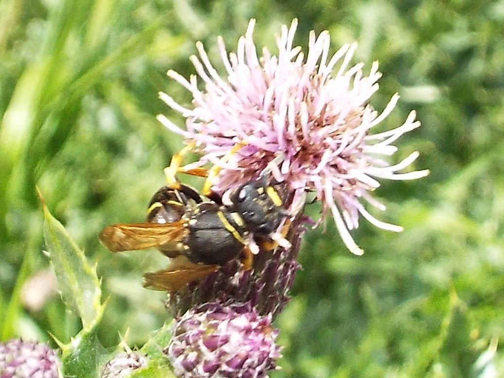 Da identificare:  Crabronibae: cfr. Argogorytes mystaceus