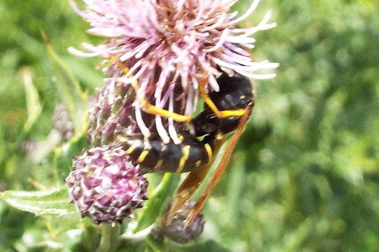 Da identificare:  Crabronibae: cfr. Argogorytes mystaceus