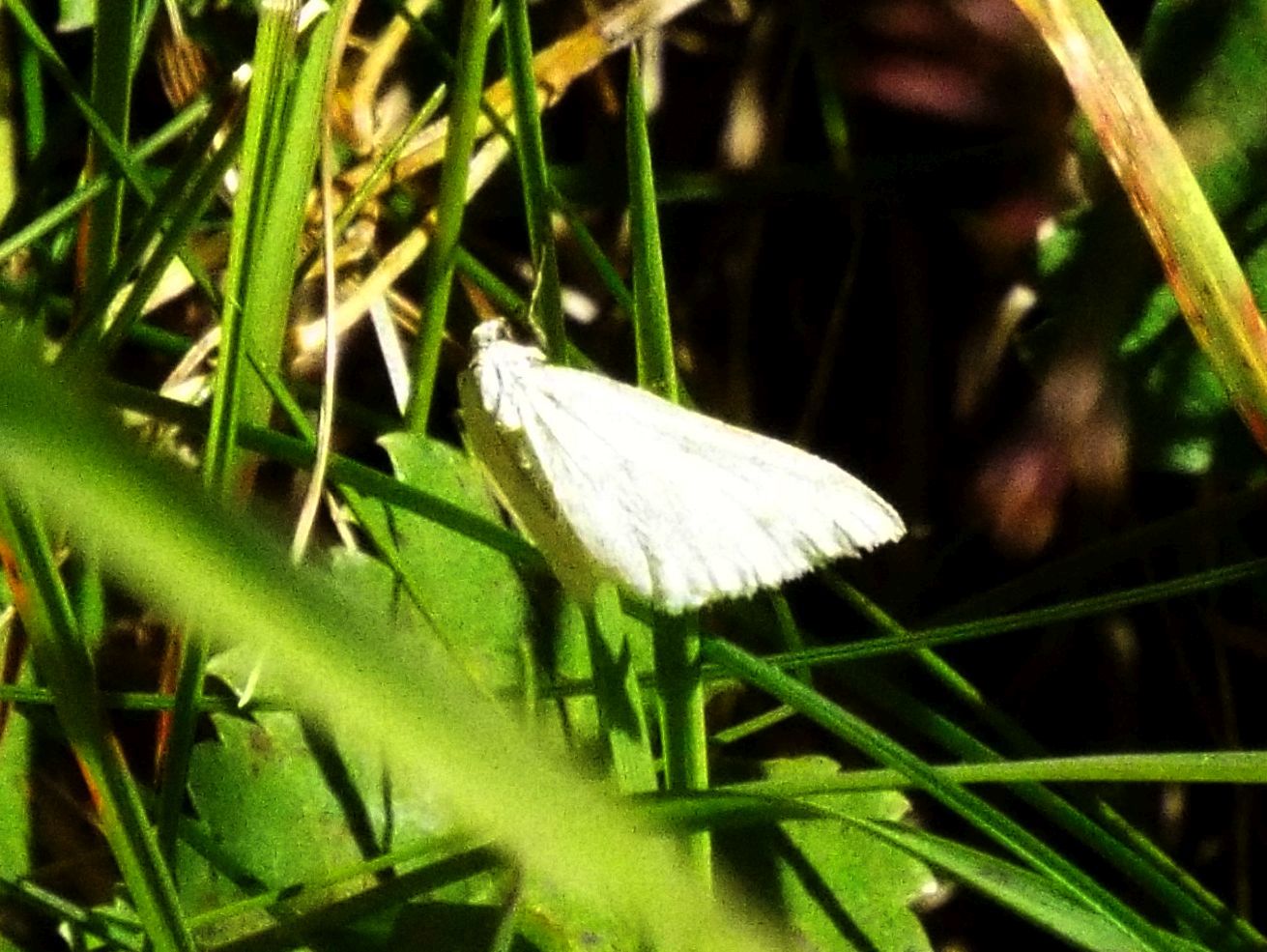 Senza speranza... (cfr. Crambidae: Sitochroa palealis ???)