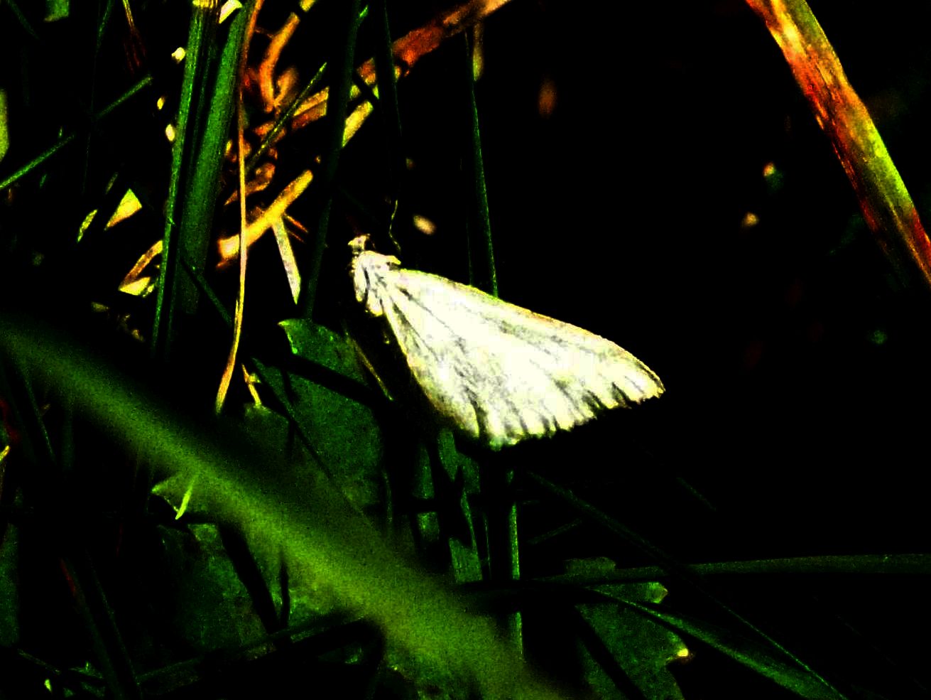 Senza speranza... (cfr. Crambidae: Sitochroa palealis ???)